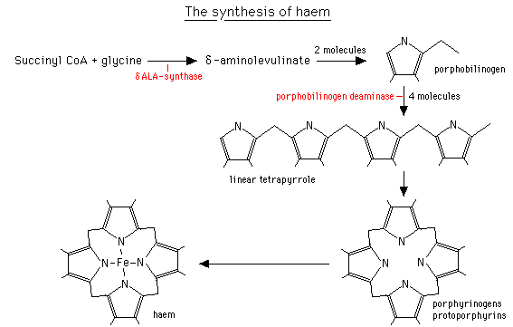 diagram of the haem synthetic pathway: succinyl CoA, glycine, aminolevulinate, porphobilinogen, tetrapyrole, protoporphyrins